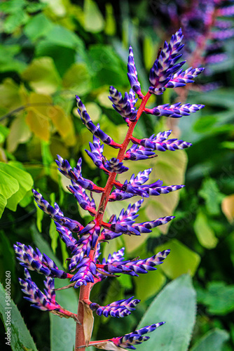 purple flowers on a branch