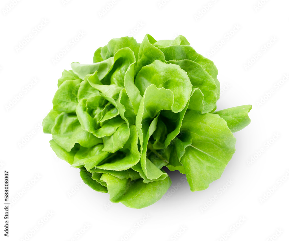 The Fresh organic butterhead lettuce isolated on white background The Fresh organic butterhead lettuce isolated on white background