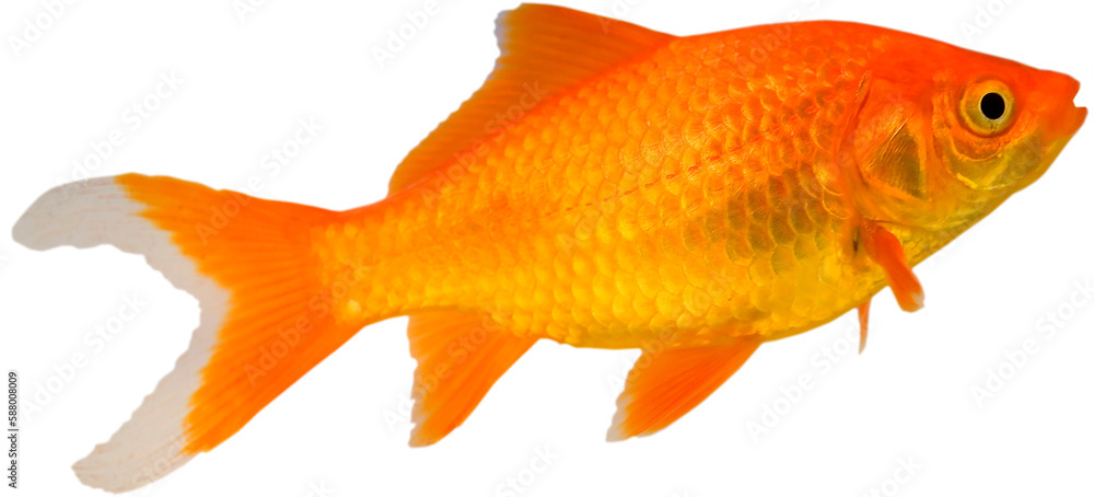 Goldfish that has received shocking news Goldfish that has received shocking news