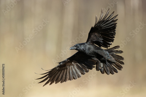 Bird Common Raven Corvus corax, dark style big black scary bird flying, Helloween