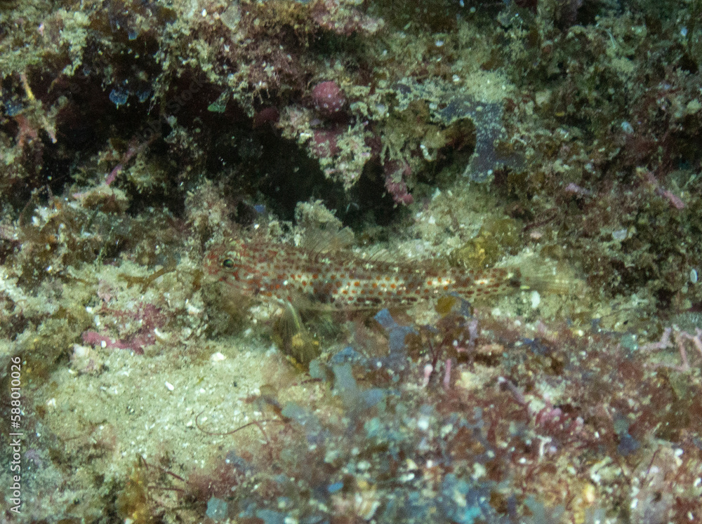 Obraz premium Redlight Goby