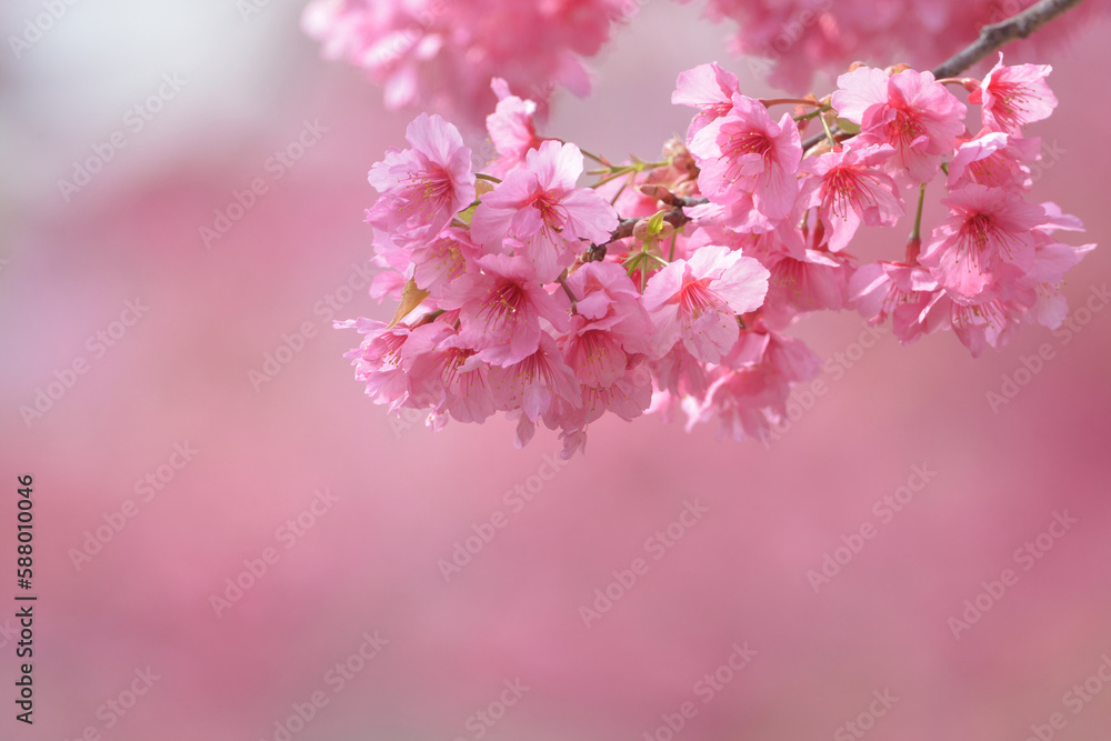 春を彩る美しいピンクの桜の花