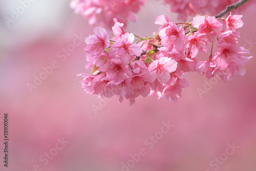 春を彩る美しいピンクの桜の花