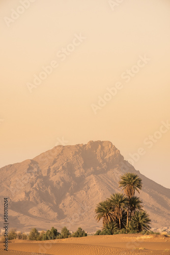 grupo de palmeras en el desierto y al fondo montañas