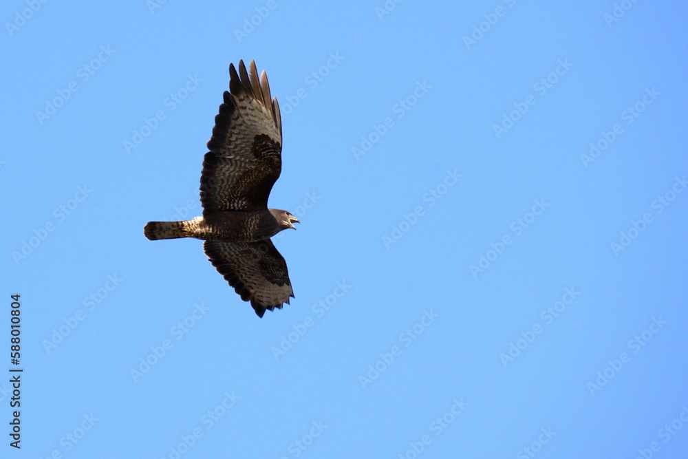 Obraz premium A large bird of prey flies across the blue sky. The common buzzard (Buteo buteo) is a medium-to-large bird of prey which has a large range.