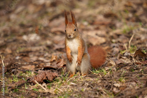 Red squirrel (Sciurus vulgaris) looking for food among the fallen leaves © Drozd Dmitriy