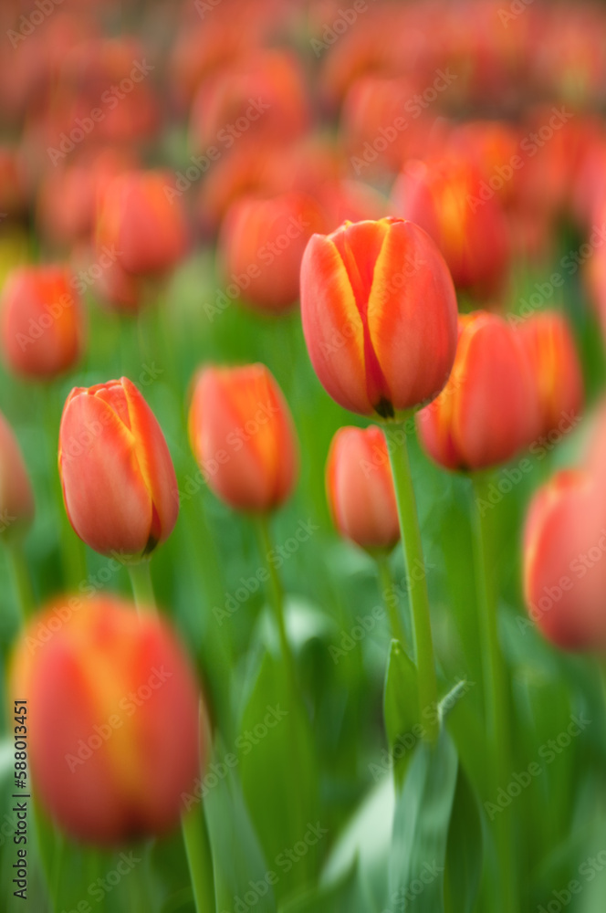 Orange tulip flower with fresh green leaves. Dutch tulip in spring. Background theme for flower shop, greenhouse or flower farm. Orange tulip flower with fresh green leaves. Dutch tulip in spring. Background theme for flower shop, greenhouse or flower farm.