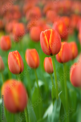 Orange tulip flower with fresh green leaves. Dutch tulip in spring. Background theme for flower shop  greenhouse or flower farm.