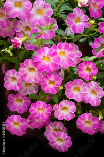 Trailing pink petunia blooming in a hanging basket. Million bells mini petunia. Summer decoration of the balcony, terrace, or patio.