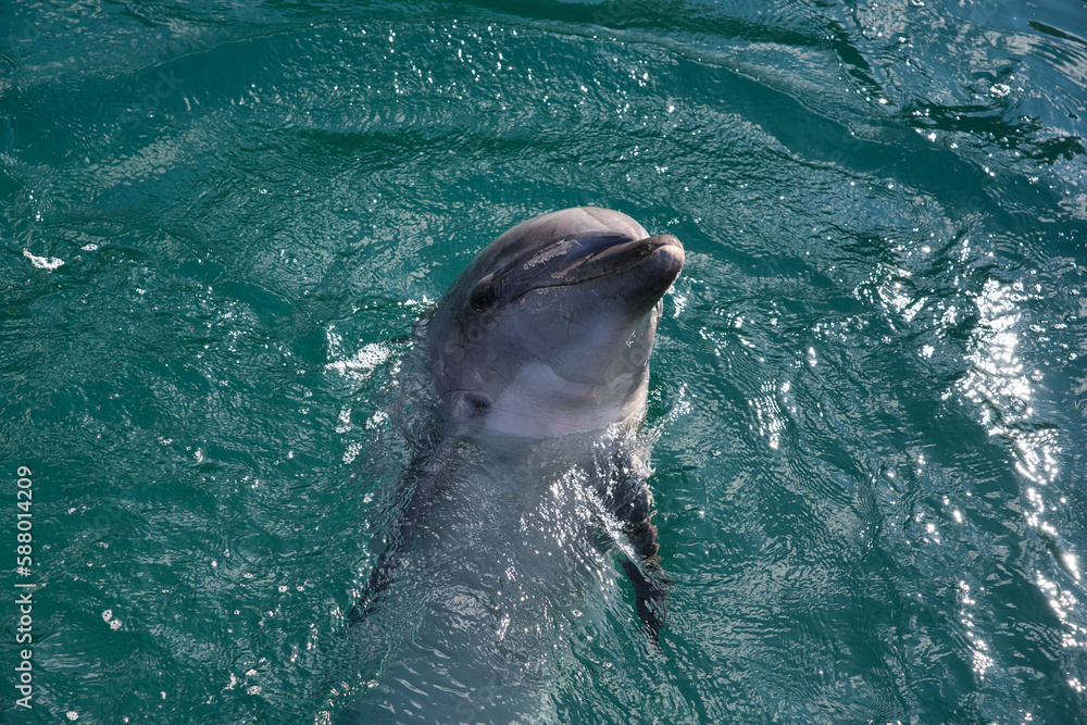 Obraz premium イルカ, 水, 海, 海, 動物, 哺乳動物, 青, 魚, めまいがする, 泳ぐこと, イルカ, プール, 海の, 笑う, 自然, 水中の, ウィルト, 水の, 野生生物, 哺乳動物, 頭, 動物, 鯨, ひれ