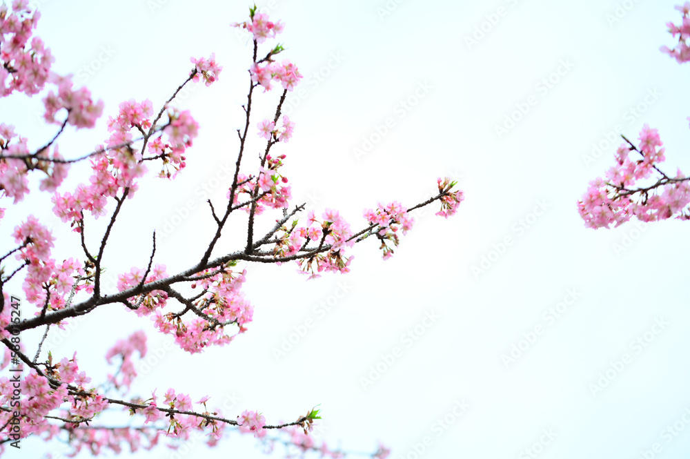Fototapeta premium 満開に咲く桜