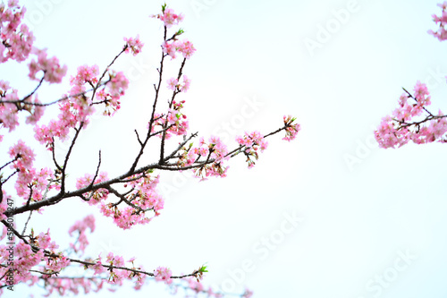 満開に咲く桜 © 　Coro