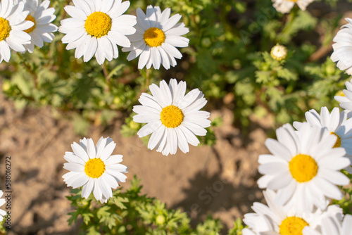 Daisies grow on the meadow. Day s eyes natural background. Nature view from top view