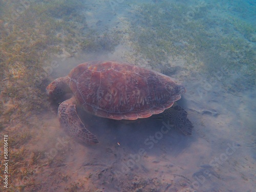 Wild sea turtle near Jaz Solaya, Coraya bay, Marsa Alam, Egypt photo