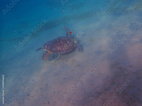 Wild sea turtle near Jaz Solaya, Coraya bay, Marsa Alam, Egypt photo