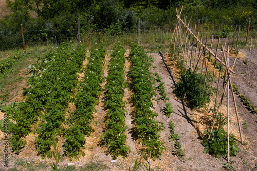 Beau potager de Provence