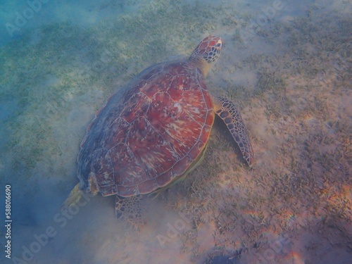 Wild sea turtle near Jaz Solaya, Coraya bay, Marsa Alam, Egypt photo