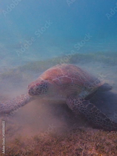 Wild sea turtle near Jaz Solaya  Coraya bay  Marsa Alam  Egypt