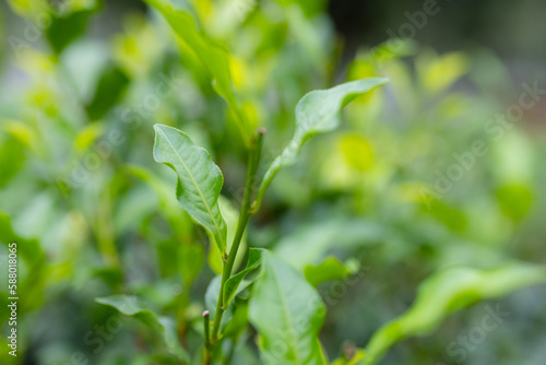 Close up of the green tea tree © leungchopan
