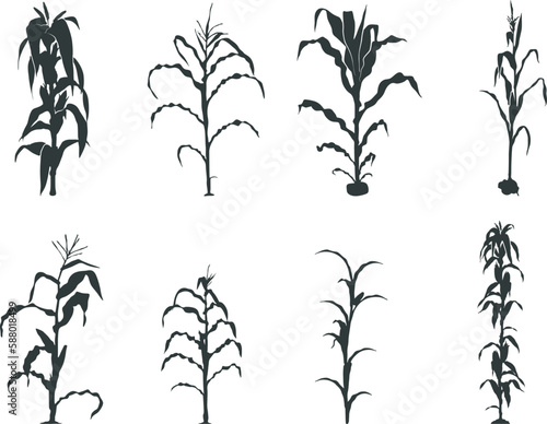 Slika na platnu Corn stalk silhouette, Corn tree svg, corn Svg, Corn stalk vector