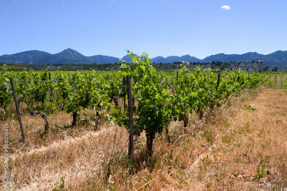 Vignes  en Drôme provençale