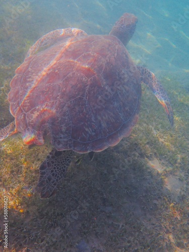 Wild sea turtle near Jaz Solaya, Coraya bay, Marsa Alam, Egypt photo