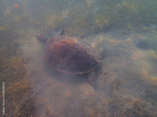 Wild sea turtle near Jaz Solaya, Coraya bay, Marsa Alam, Egypt photo