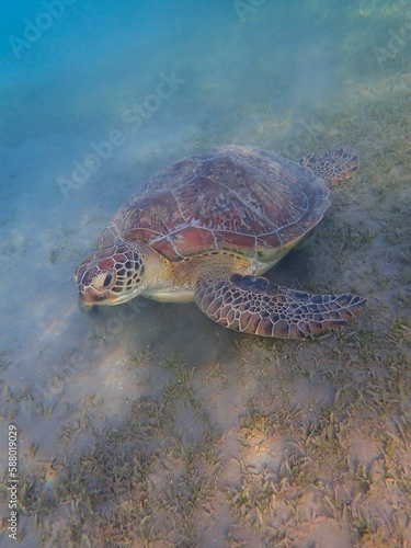 Wild sea turtle near Jaz Solaya  Coraya bay  Marsa Alam  Egypt