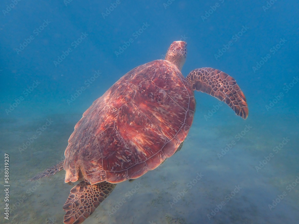 Fototapeta premium Wild sea turtle near Jaz Solaya, Coraya bay, Marsa Alam, Egypt