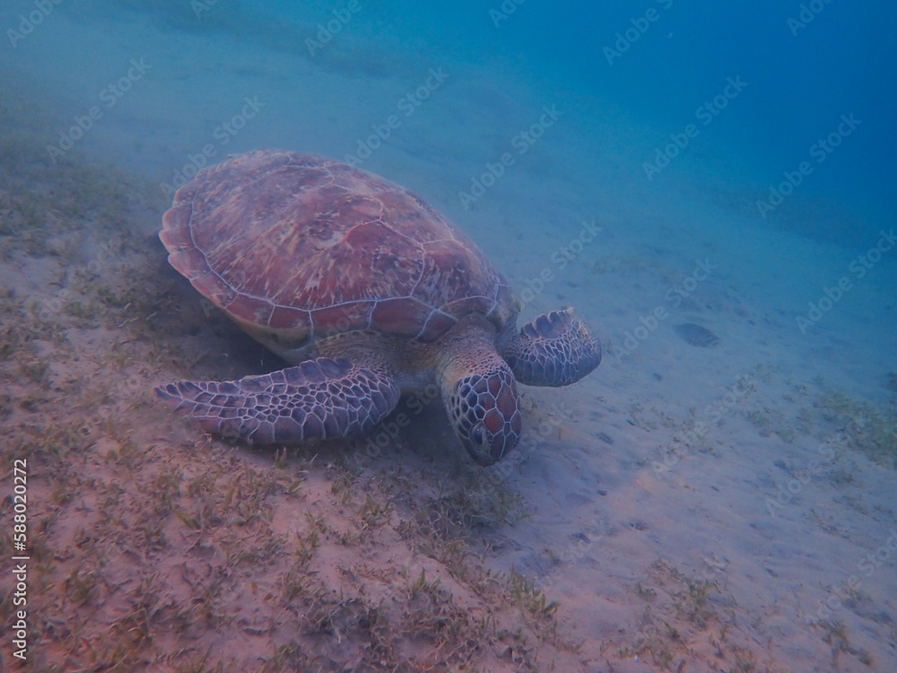Naklejka premium Wild sea turtle near Jaz Solaya, Coraya bay, Marsa Alam, Egypt