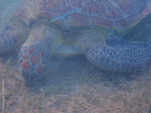 Wild sea turtle near Jaz Solaya, Coraya bay, Marsa Alam, Egypt photo