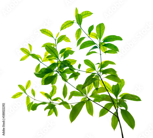 Green leaves pattern isolated