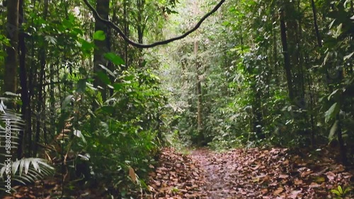 thick jungle of Borneo rainforest, fauna and flora of Brunei  forest park sungai liang photo