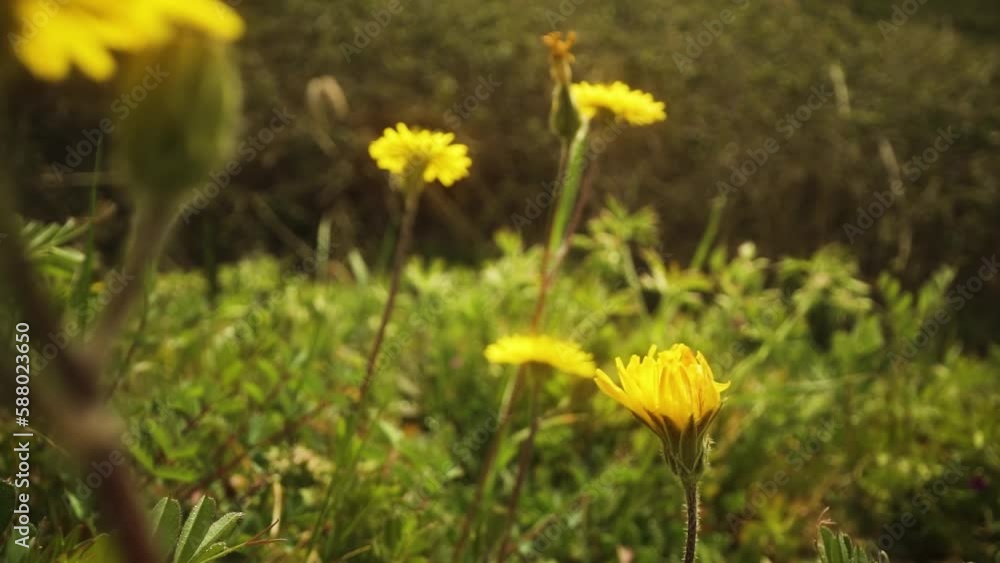 Dandelion plants blowing in the wind in the sunshine Dandelion plants blowing in the wind in the sunshine