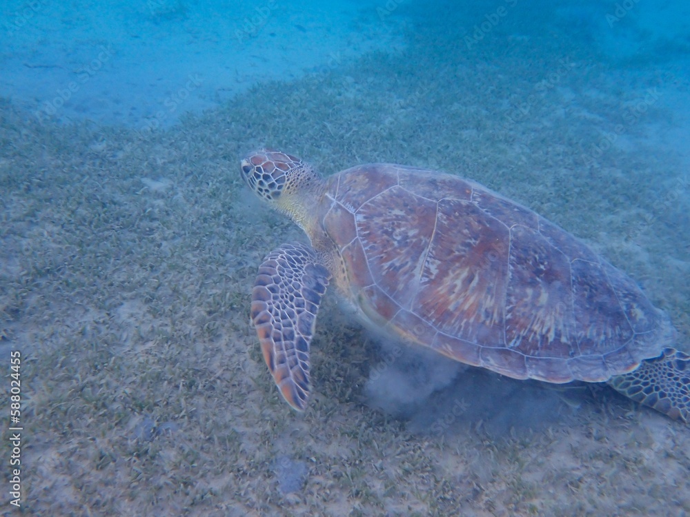 Obraz premium Wild sea turtle near Jaz Solaya, Coraya bay, Marsa Alam, Egypt