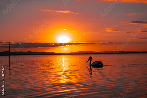 Fototapeta Naklejka Na Ścianę i Meble -  Sunset on the lake with a Pelican
