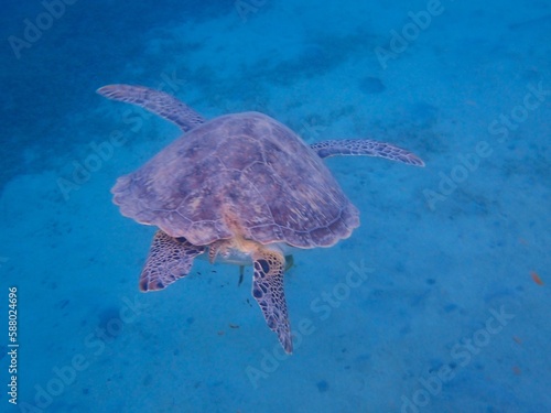 Wild sea turtle near Jaz Solaya, Coraya bay, Marsa Alam, Egypt photo