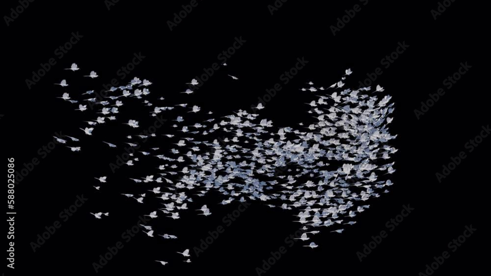 White birds flying with alpha channel White birds flying with alpha channel