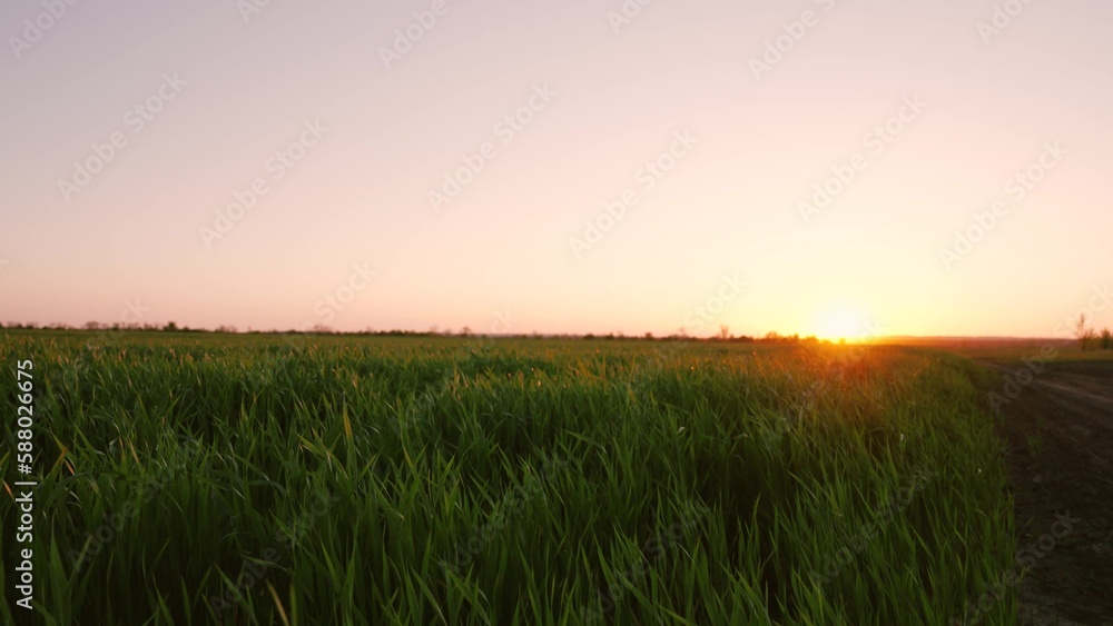 Shoots of young sprouts on field in spring. Green grass on field. Green wheat sprouts on field in rays of sunset. Wheat farming, agribusiness. Slow motion. Concept of life, growing sprouts. Grow food