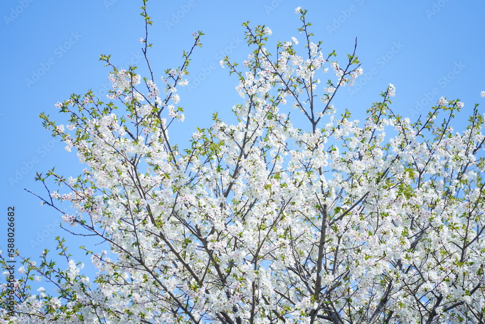 千葉の公園に咲く桜の花