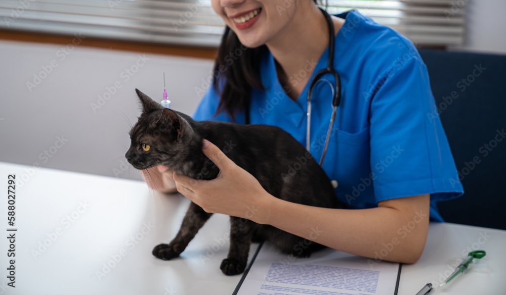 Obraz premium Vet surgeon. Cat on examination table of veterinarian clinic. Veterinary care. Vet doctor and cat