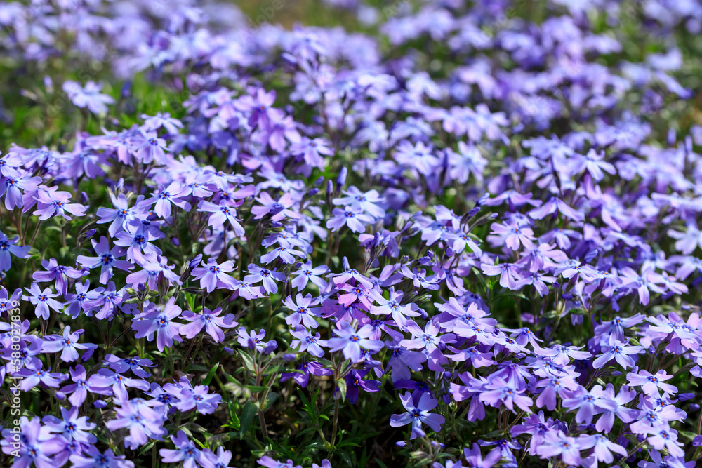 満開の薄紫の芝桜