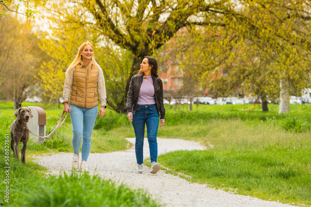 Obraz premium Walk in the park with a weimaraner