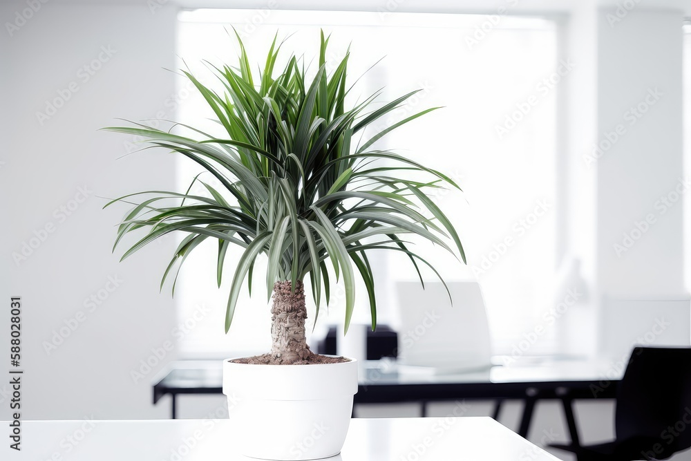 Beautiful office plant on a light background, office decor Beautiful office plant on a light background, office decor