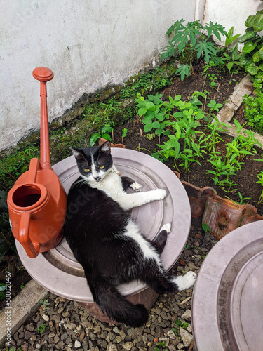 a cat playing in the garden of the house, tuxedo cat playing at homegarden photo