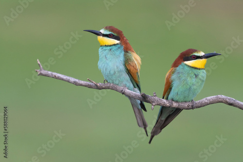 Eurasian bee eaters on a branch