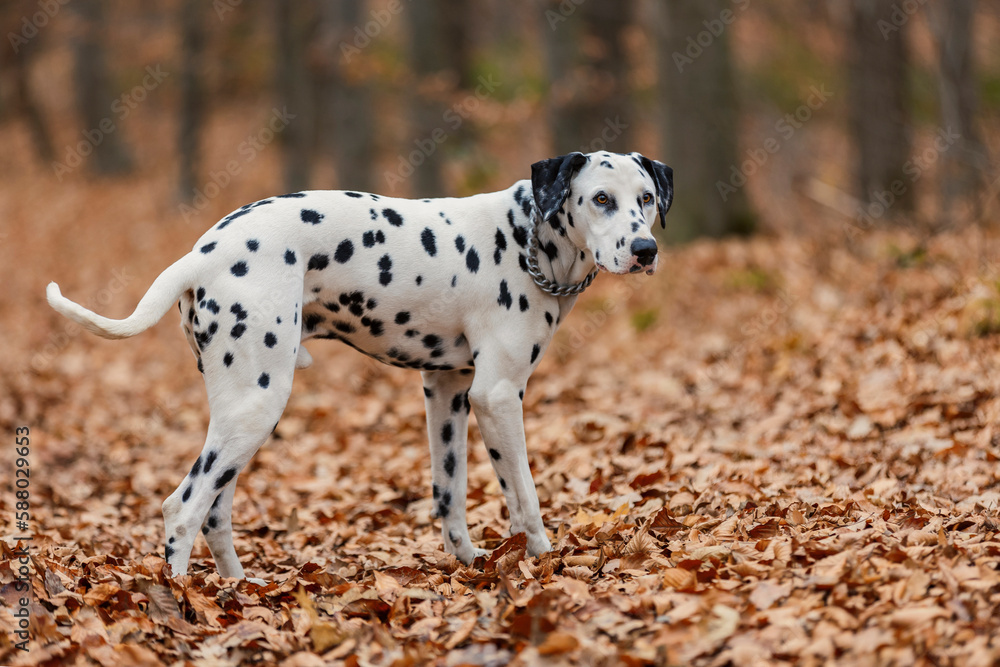 Dalmatian breed dog close-up in the autumn forest