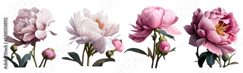vector flowers pink peonies without a background