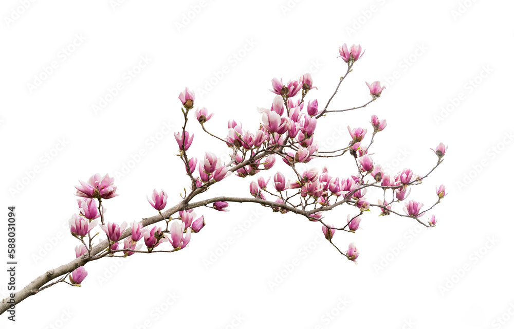 magnolia isolated on white background magnolia isolated on white background