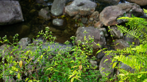 Cachoeira